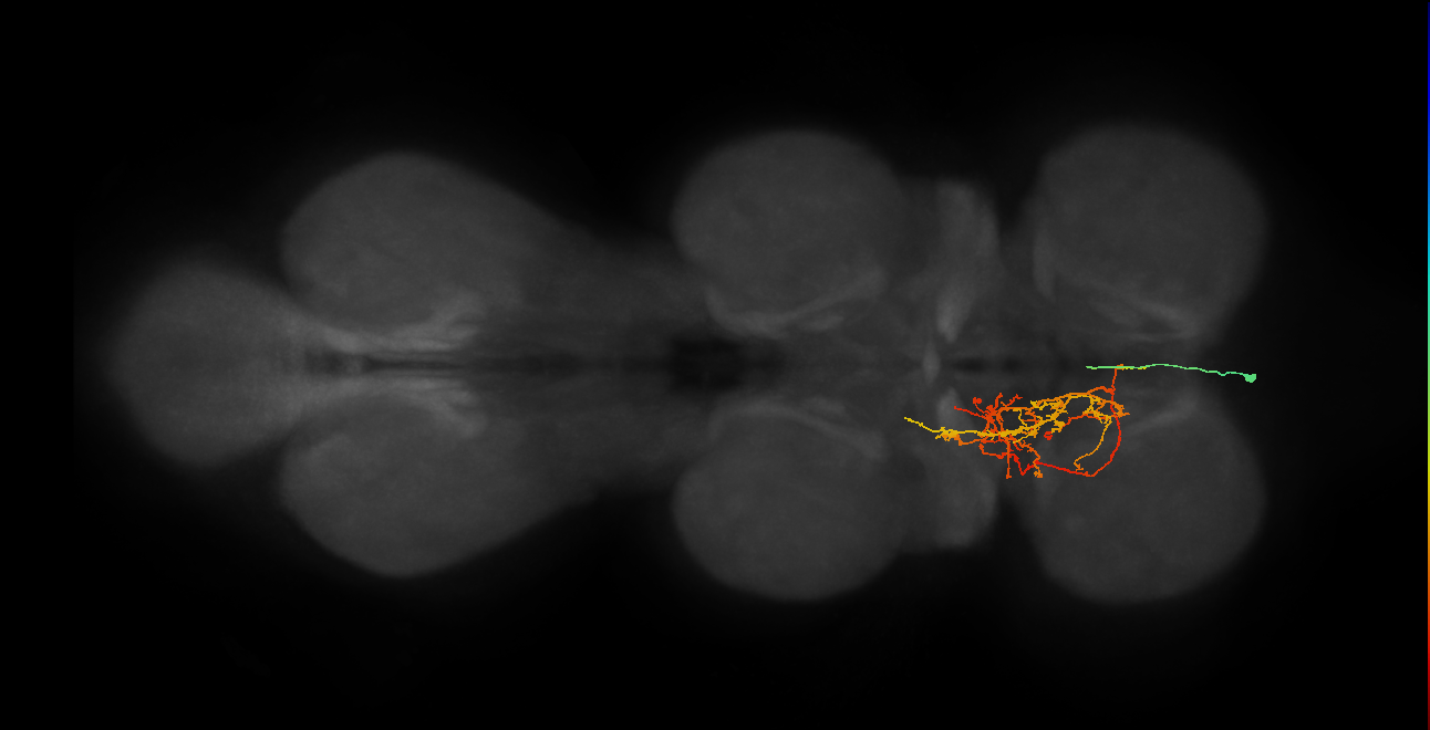 IN02A039_T1_L (MANC:25264)