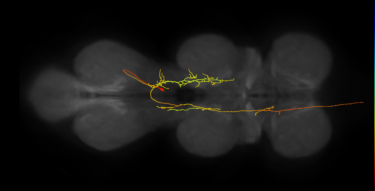 AN19B089_T3_R (MANC:25320)