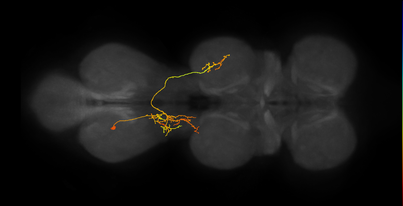 IN07B073_A1_L (MANC:25350)