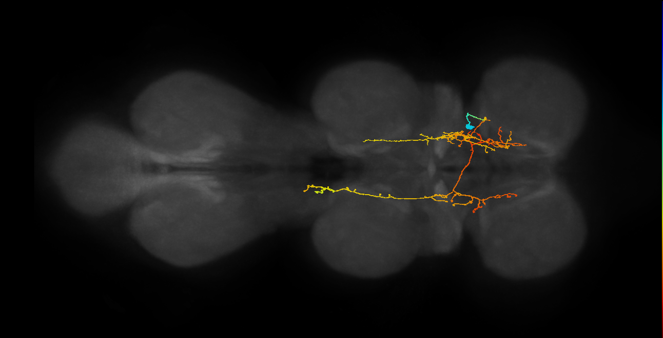 IN06A066_T1_R (MANC:25352)