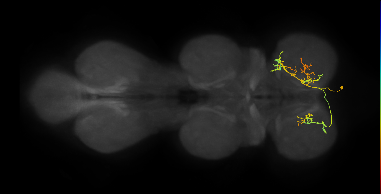 IN01A081_T1_R (MANC:25420)