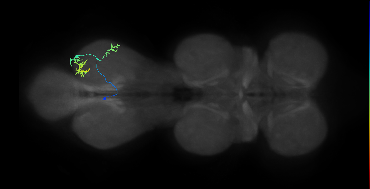 IN13B032_T3_L (MANC:25442)