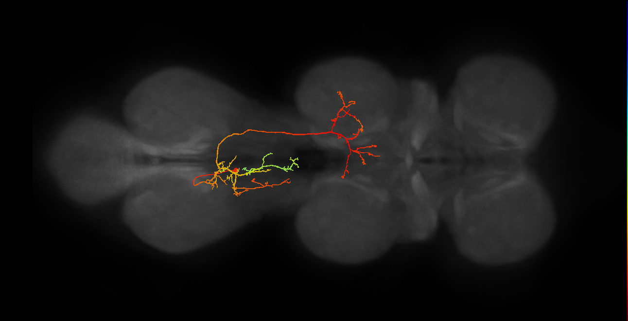 IN19B080_A1_L (MANC:25485)
