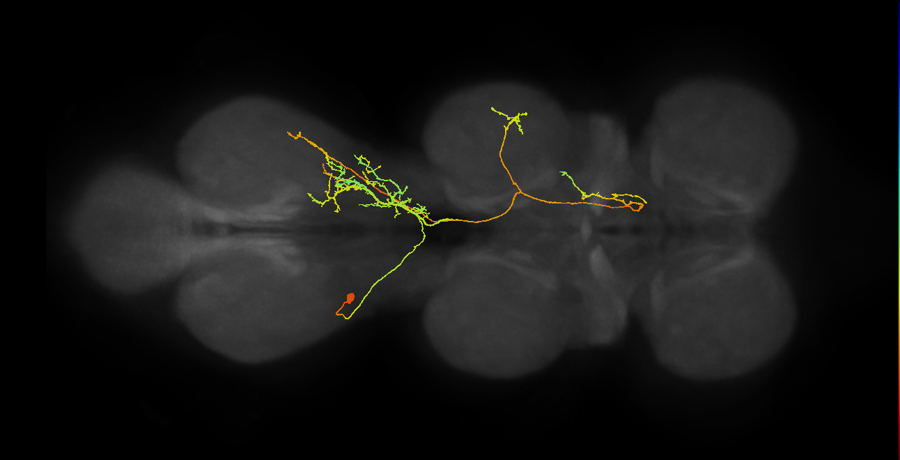 IN18B026_T3_L (MANC:25530)