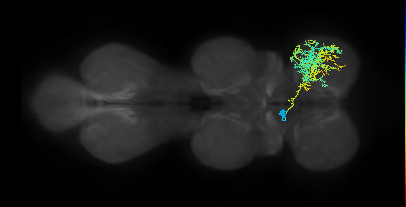 IN12B004_T1_L (MANC:25558)