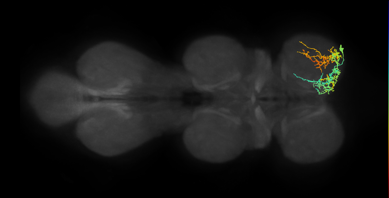 IN13A029_T1_R (MANC:25562)