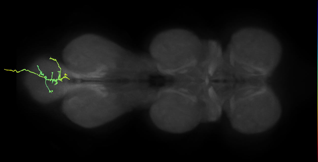 SNxx08_AbNT_R (MANC:25586)