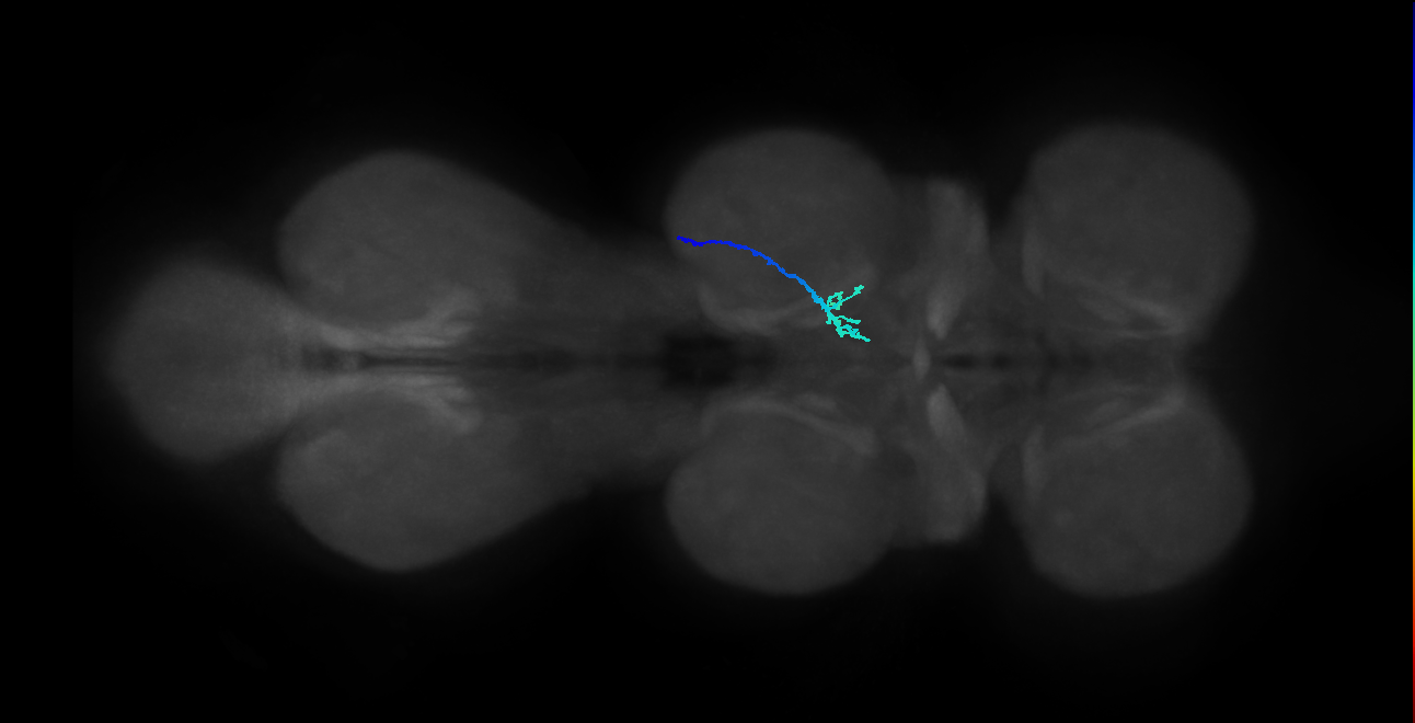SNpp37_MesoLN_R (MANC:25605)