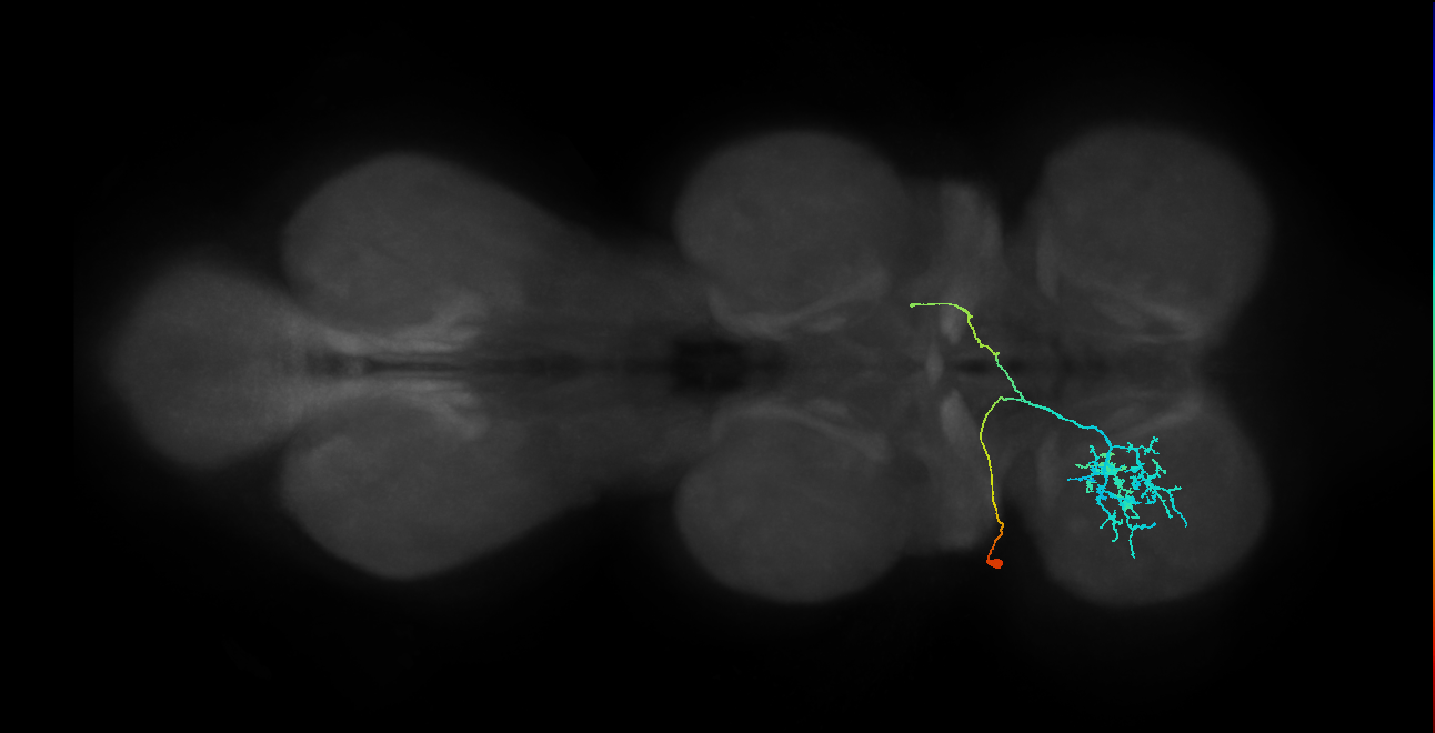 IN23B026_T1_L (MANC:25617)