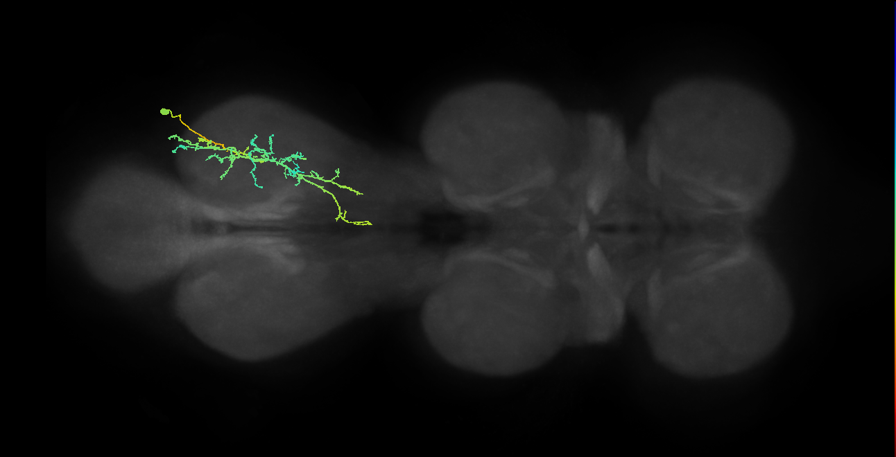IN19A043_T3_R (MANC:25623)