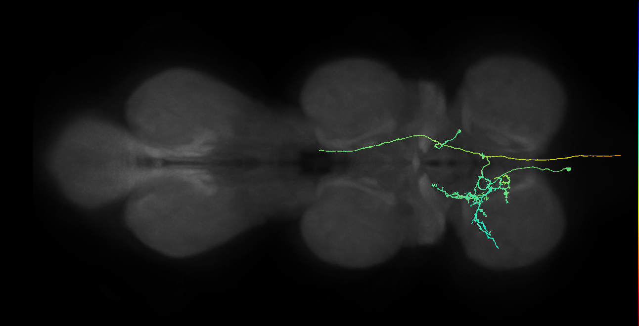 AN10B010_T1_L (MANC:25641)
