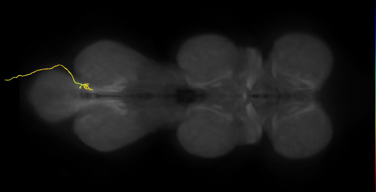 SNxx16_AbN4_R (MANC:25669)