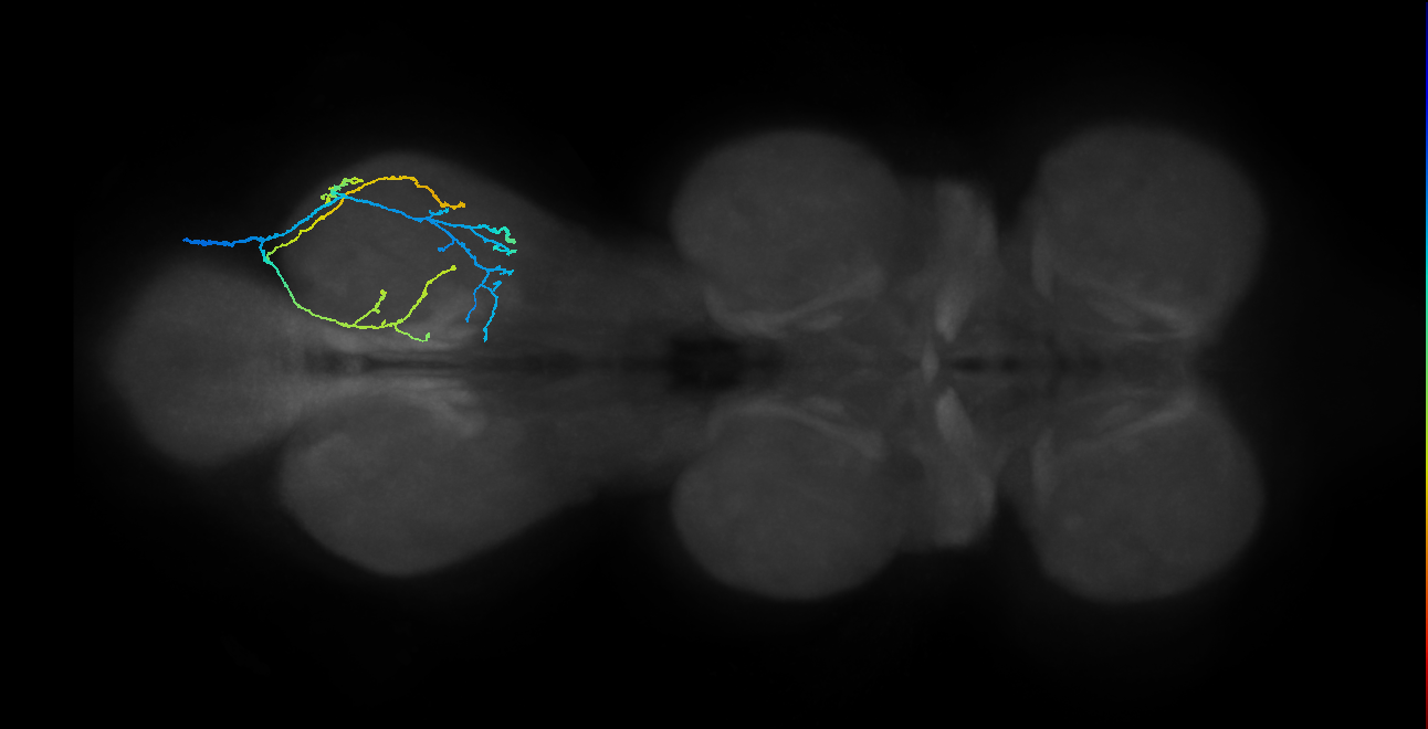 SNpp42_MetaLN_R (MANC:25687)
