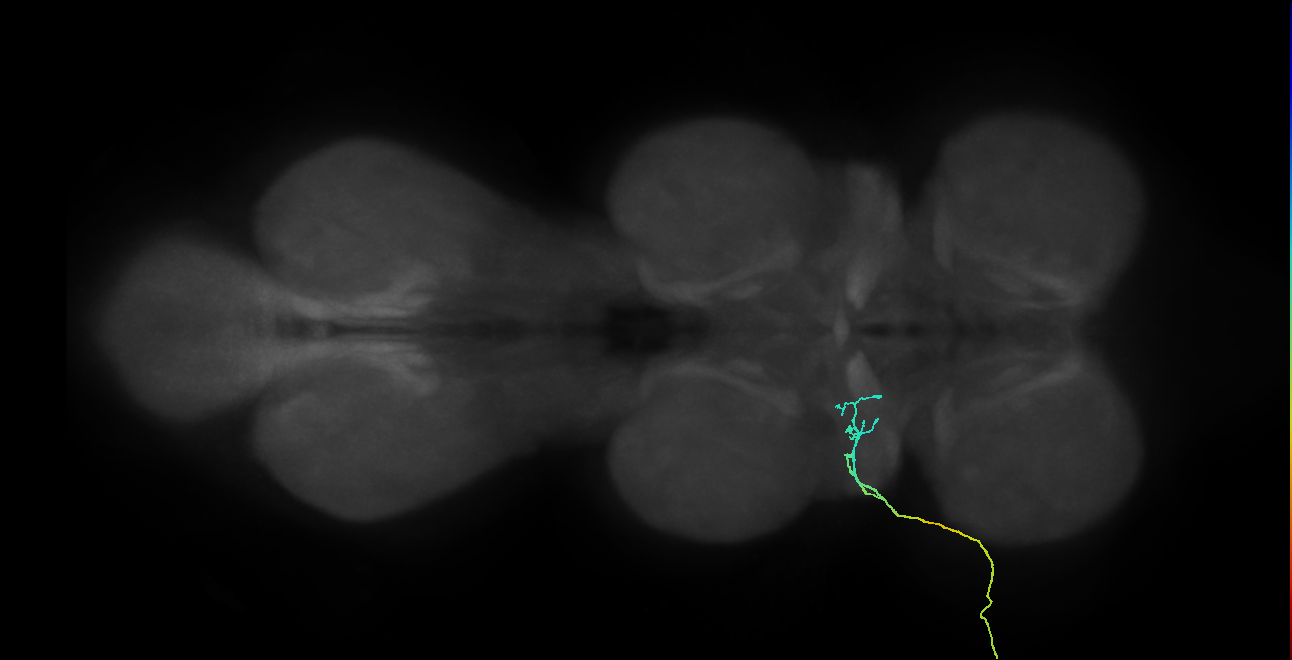SNta04_ADMN_L (MANC:25714)