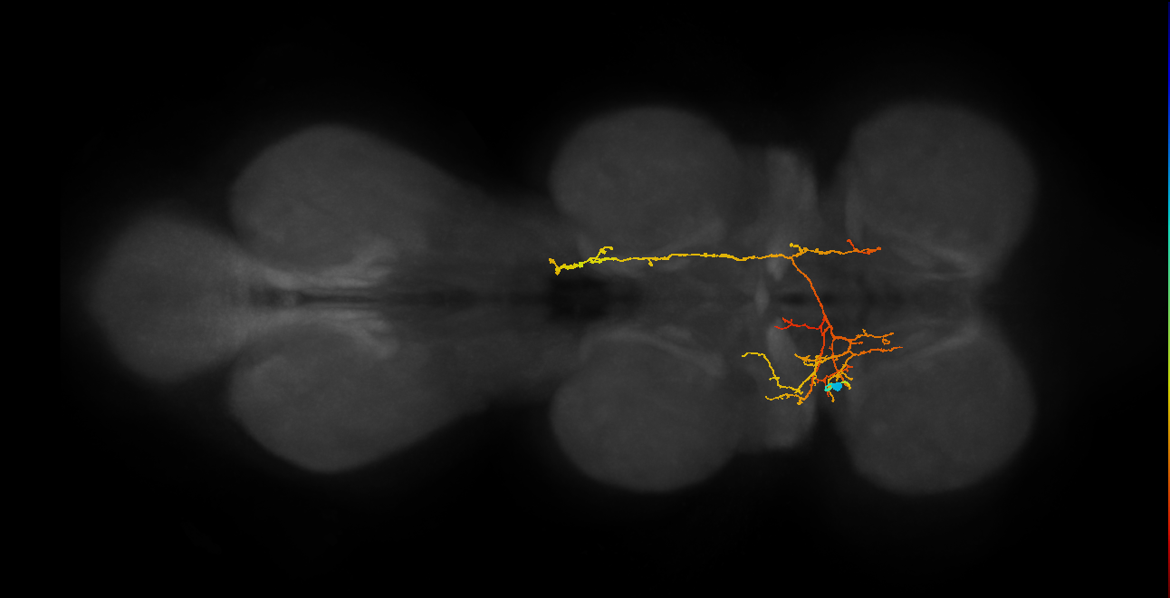 IN06A045_T1_L (MANC:25732)