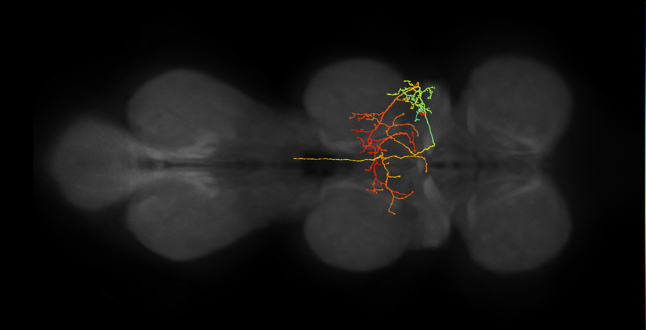 IN17A079_T2_R (MANC:25755)