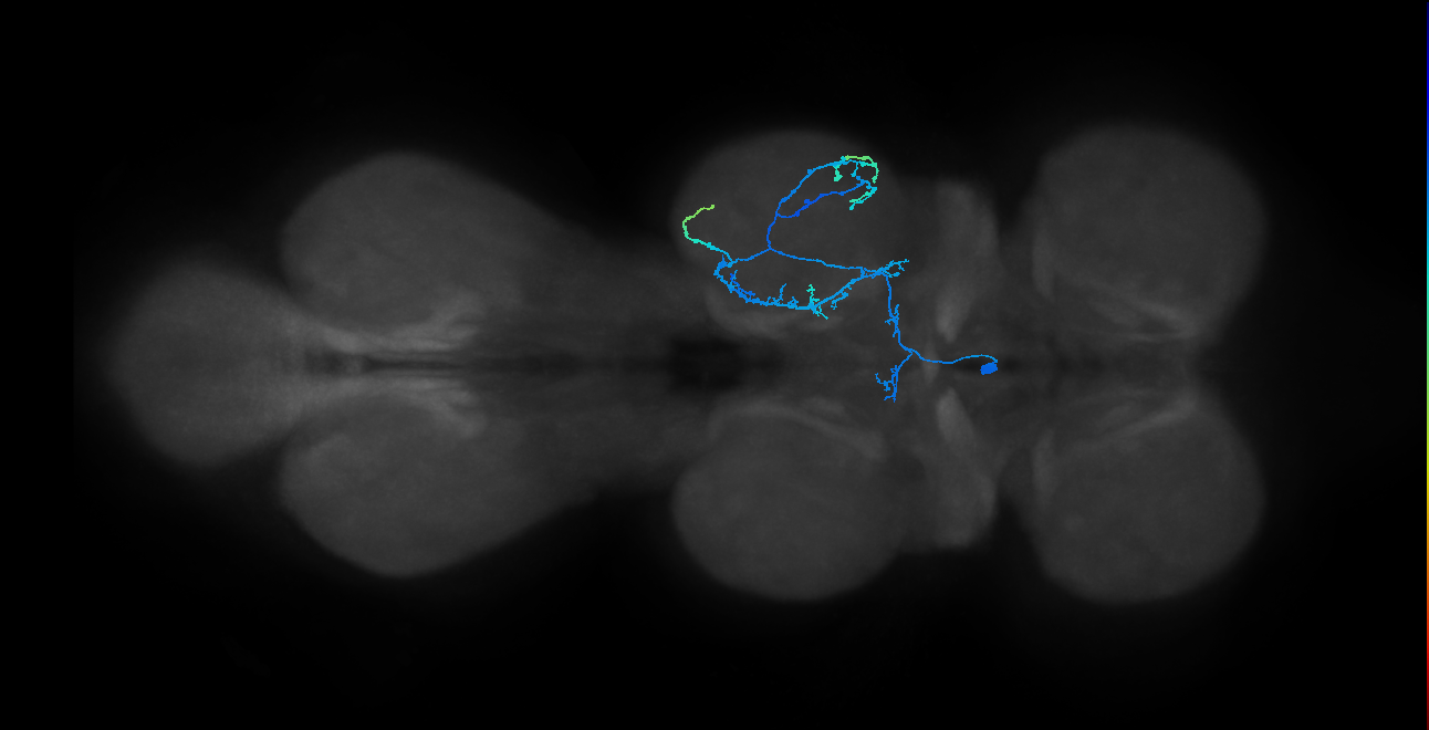 IN14A003_T2_L (MANC:25764)