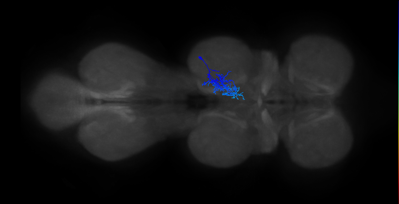 IN01B012_T2_R (MANC:25817)