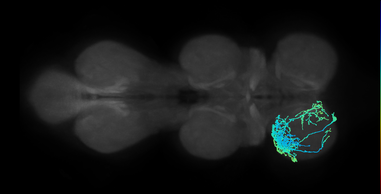 IN13A004_T1_L (MANC:25838)