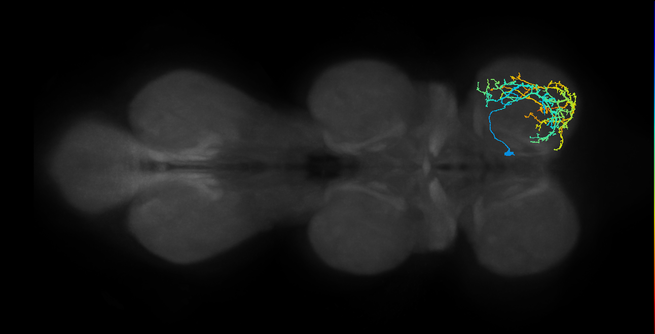 IN04B031_T1_R (MANC:25842)