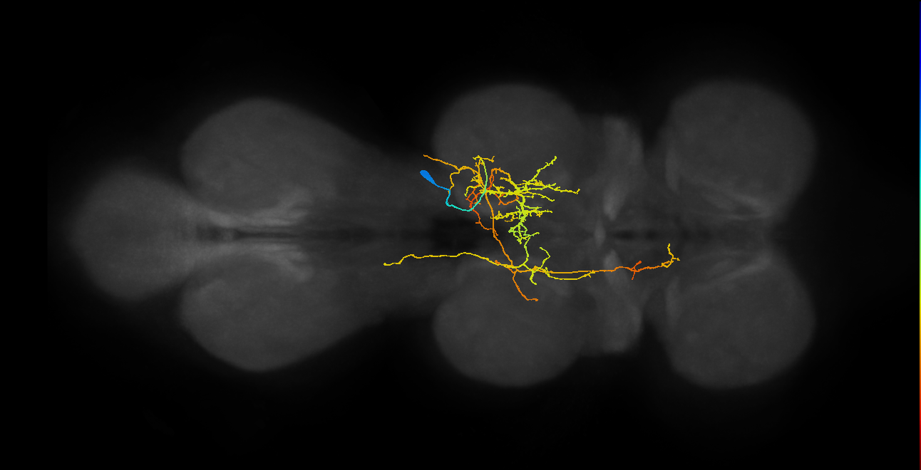 IN06A075_T2_R (MANC:25902)
