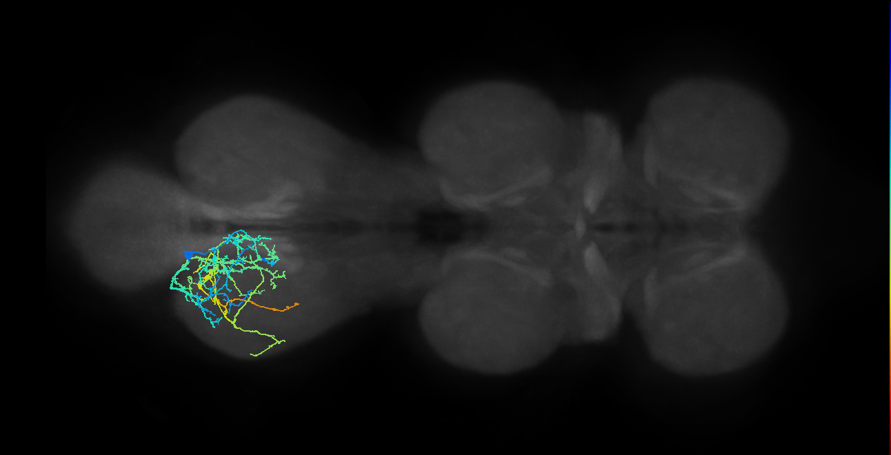 IN04B032_T3_L (MANC:25951)