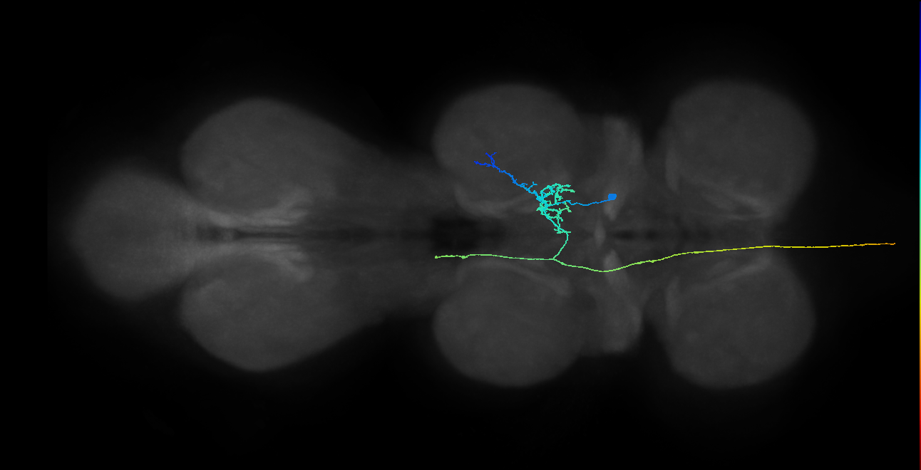 AN10B008_T2_R (MANC:25998)