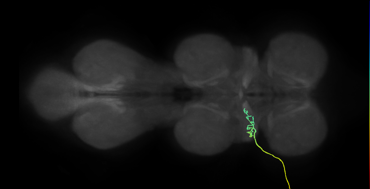 SNta03_ADMN_L (MANC:26012)