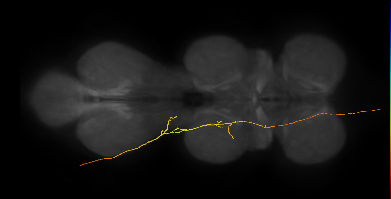 SAppxx_DMetaN_L (MANC:26021)