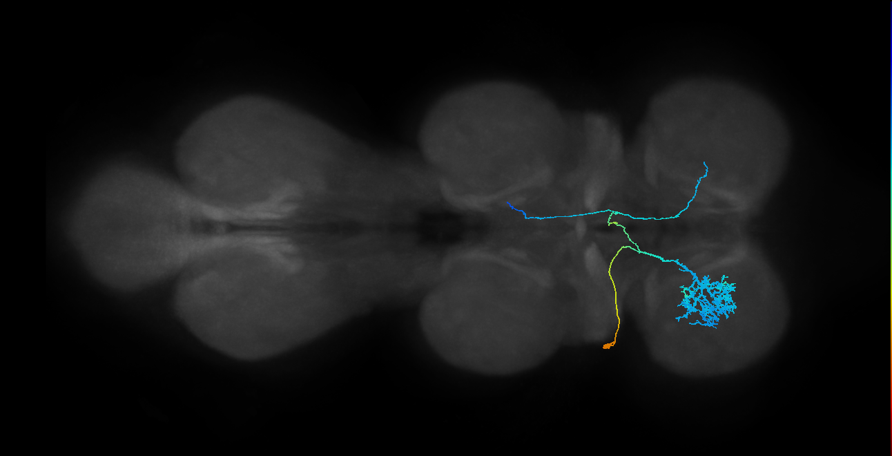 IN23B014_T1_L (MANC:26069)