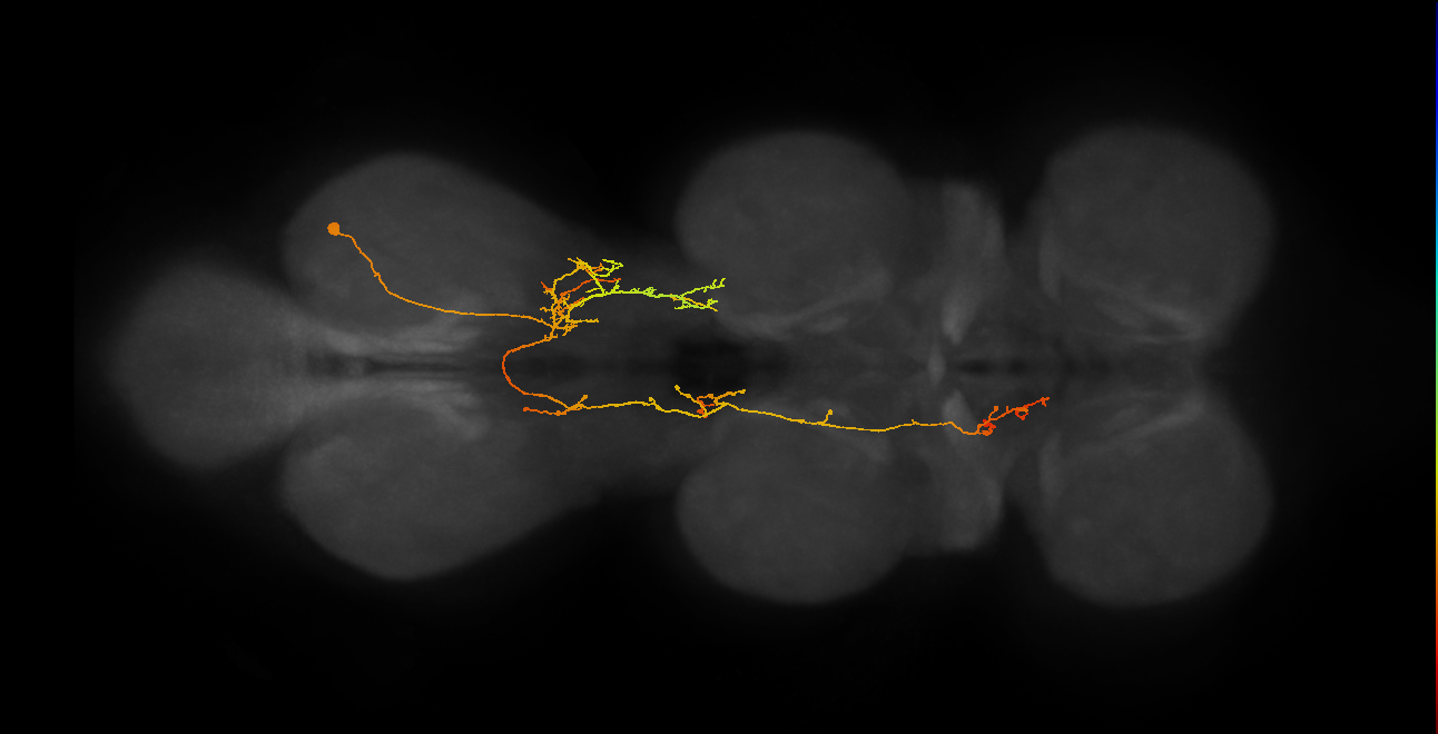 IN06A083_A1_R (MANC:26084)