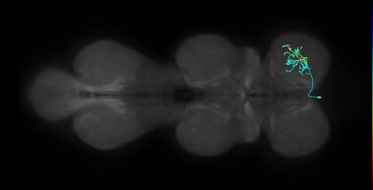 IN13B029_T1_L (MANC:26086)