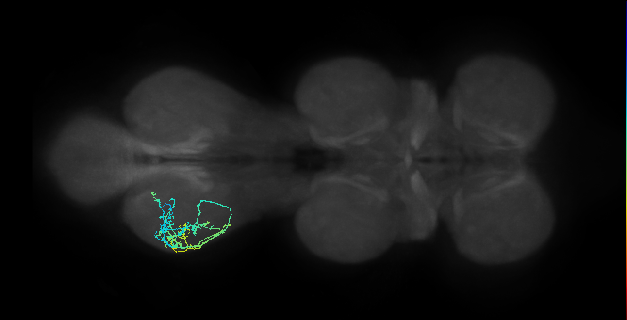 IN09A030_T3_L (MANC:26094)