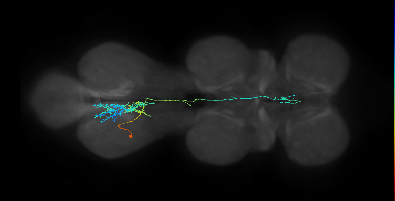 IN23B027_T3_L (MANC:26095)