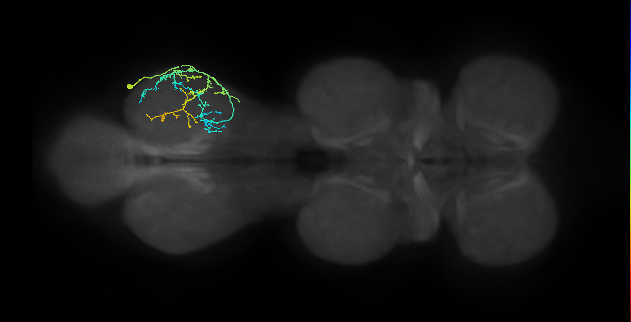 IN09A030_T3_R (MANC:26109)