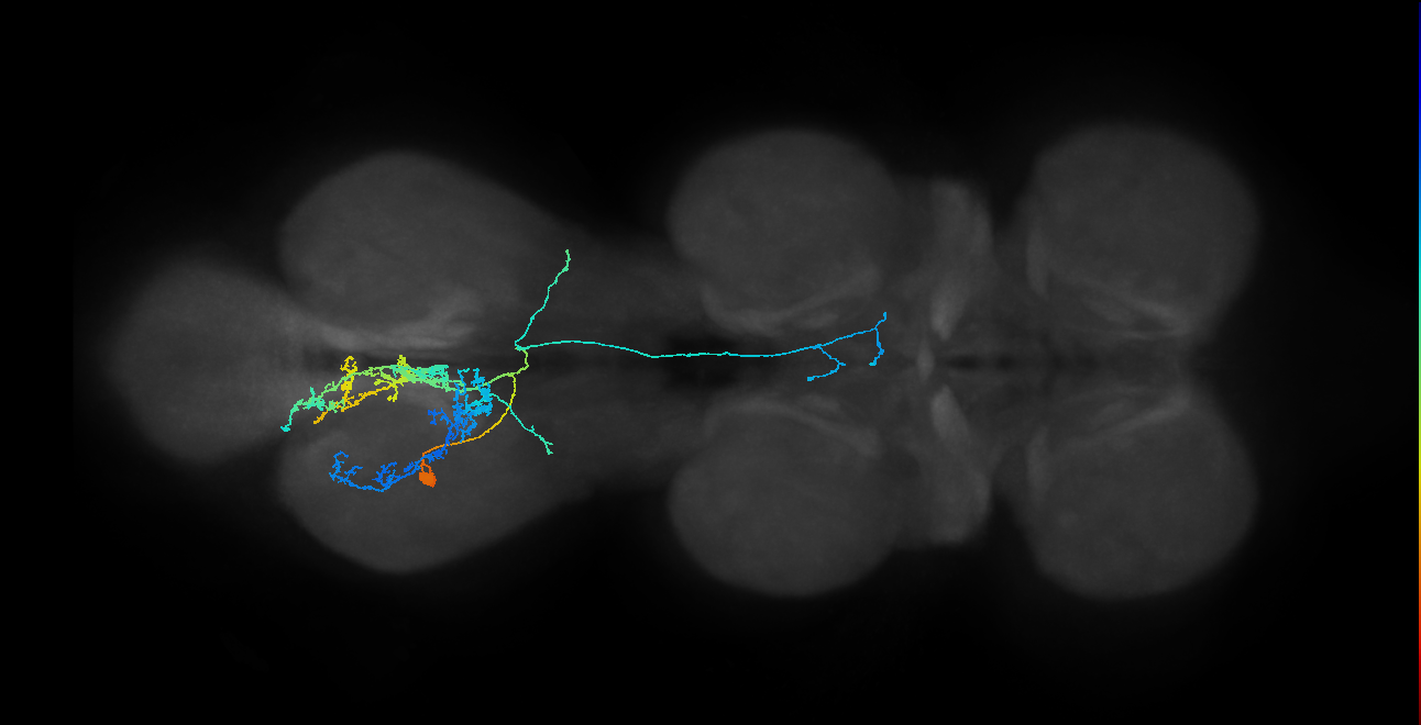 IN23B021_T3_L (MANC:26160)