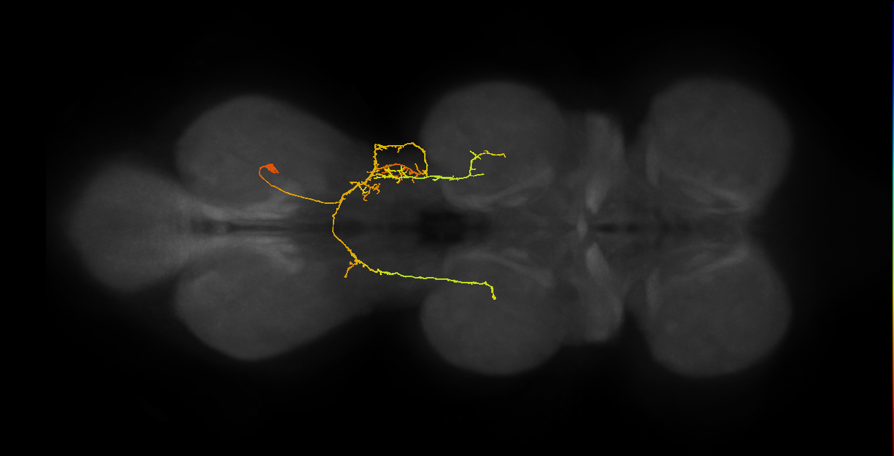 IN07B082_A1_R (MANC:26218)