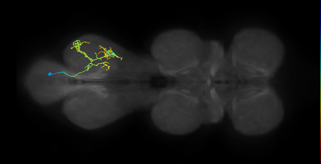 IN04B036_T3_R (MANC:26238)