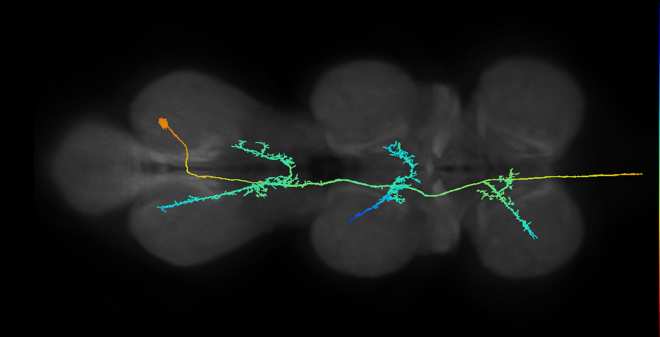 AN08B010_A2_R (MANC:26271)