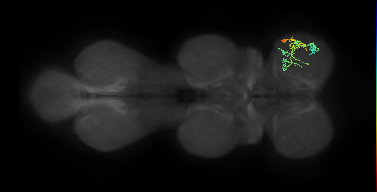 IN19A029_T1_R (MANC:26281)