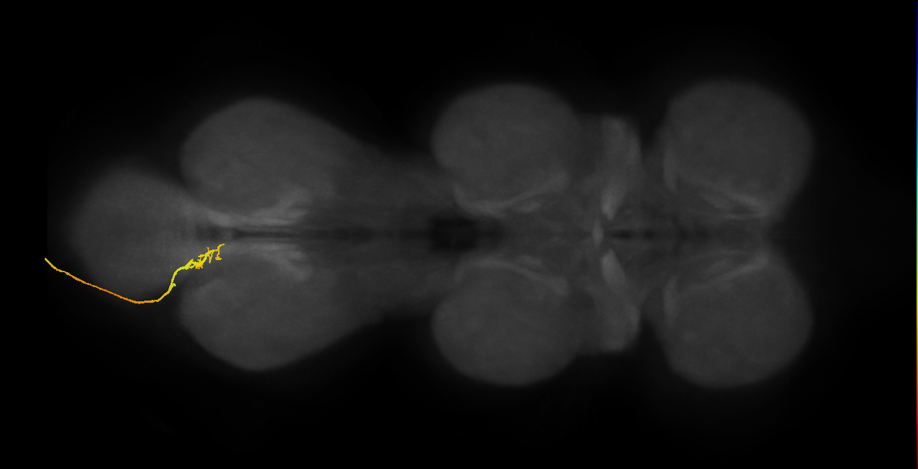 SNxx16_AbN4_L (MANC:26308)