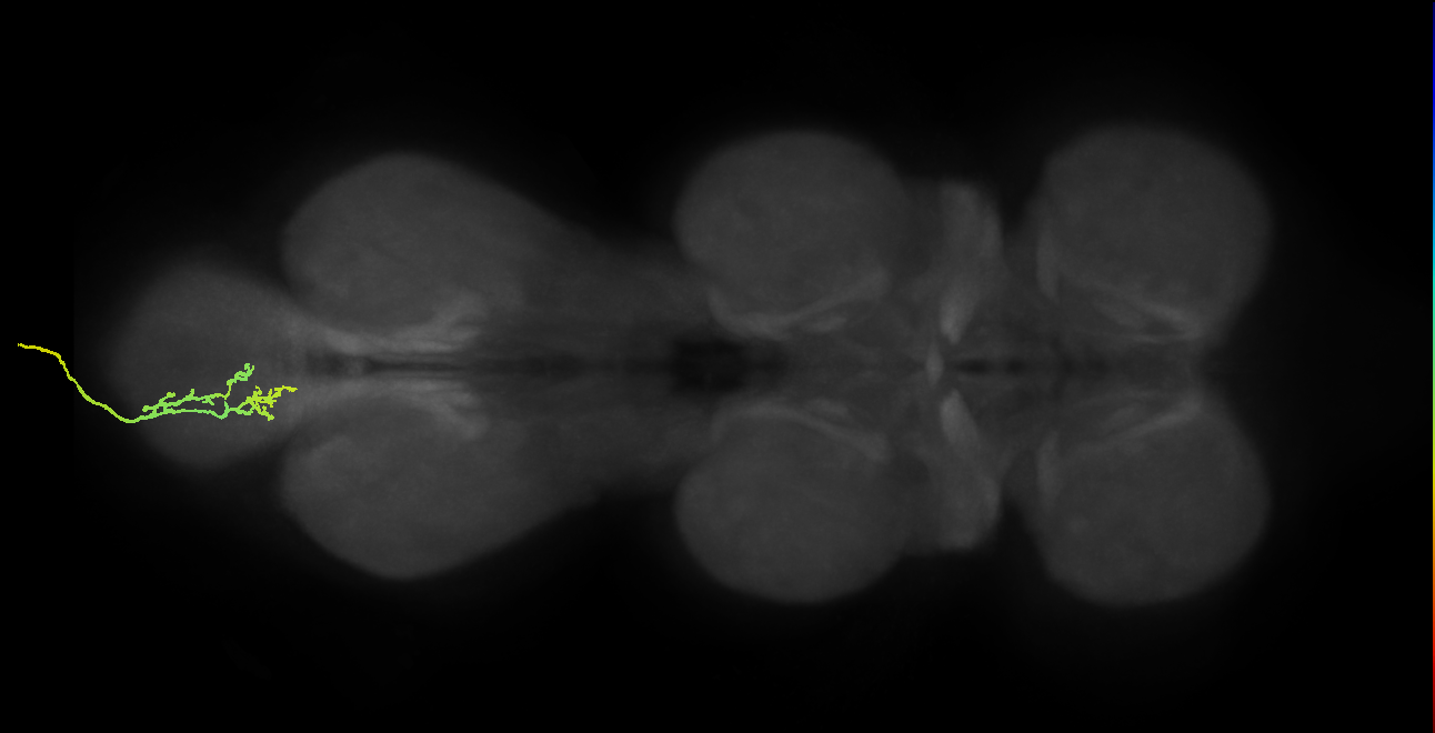 SNxx05_AbNT_L (MANC:26400)