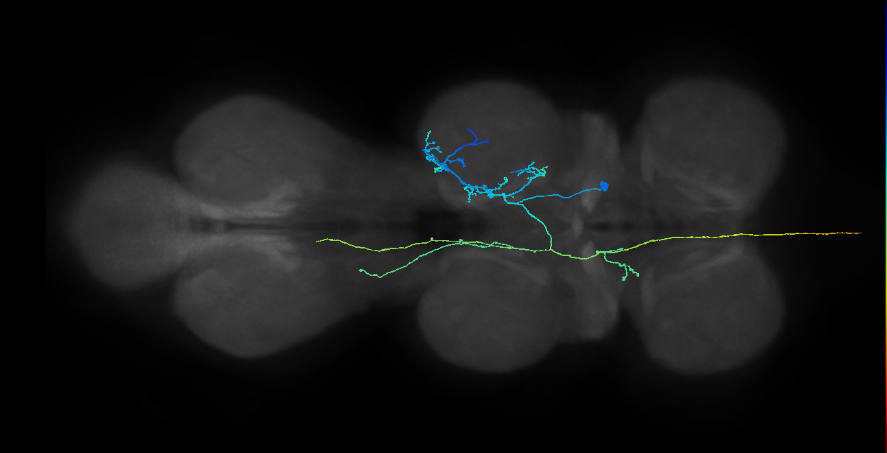 AN10B012_T2_R (MANC:26432)