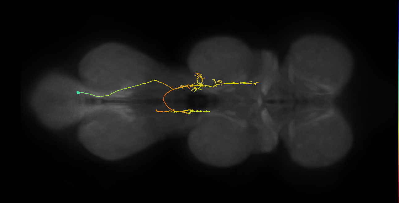 IN06A087_T3_R (MANC:26475)