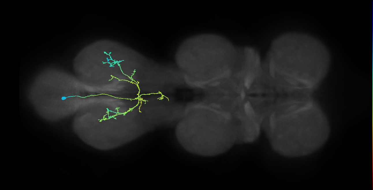 IN12B008_T3_L (MANC:26482)