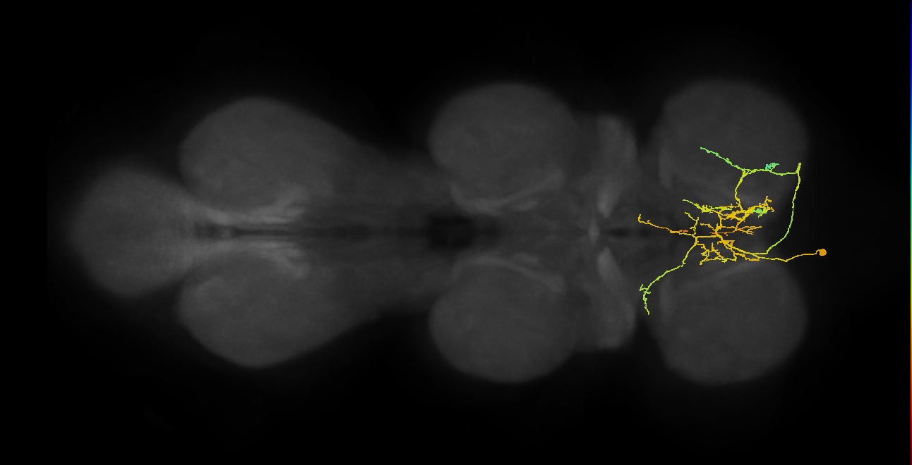 IN01A066_T1_L (MANC:26487)
