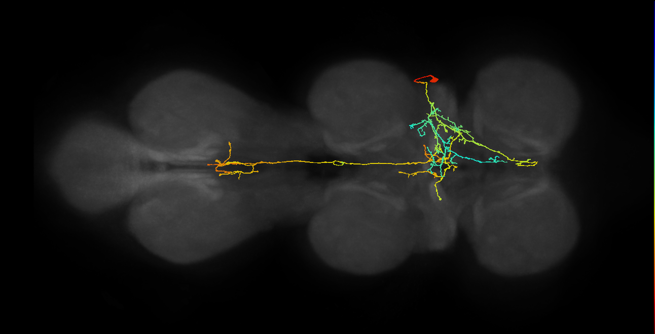 IN17A068_T2_R (MANC:26511)
