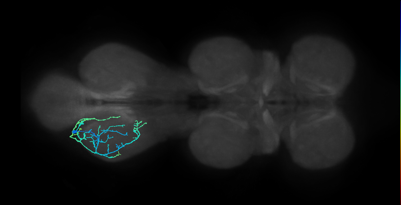 IN13A024_T3_L (MANC:26555)