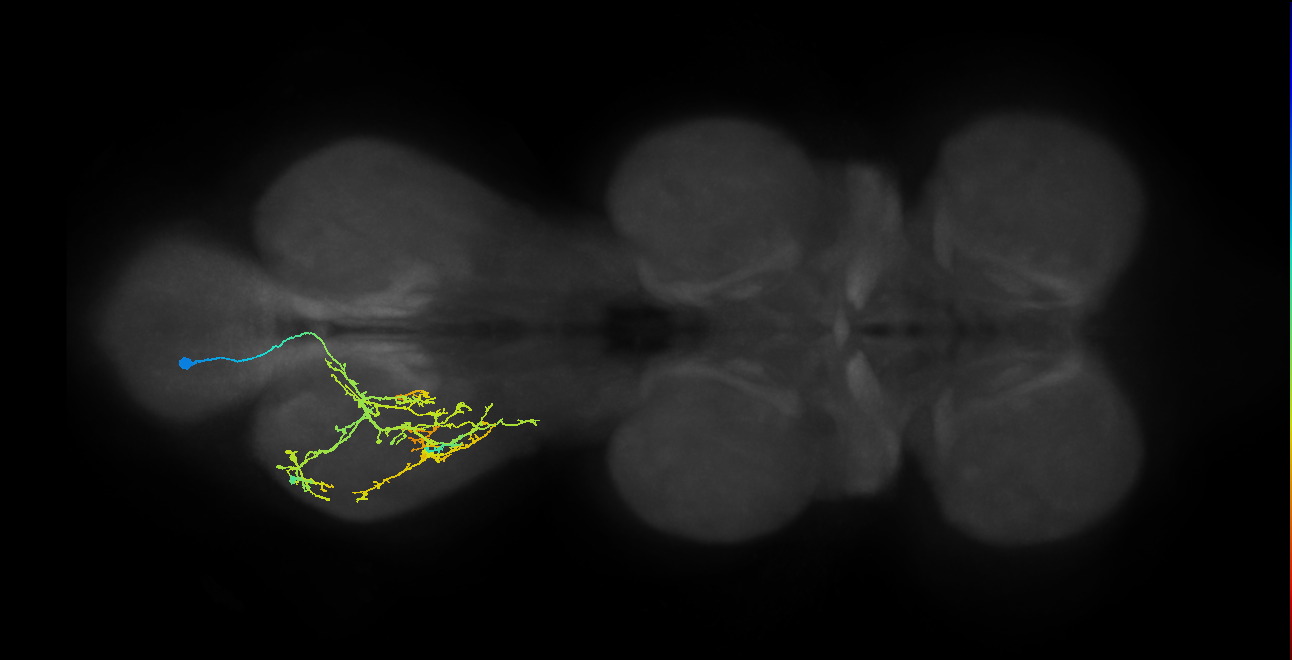 IN04B036_T3_L (MANC:26556)
