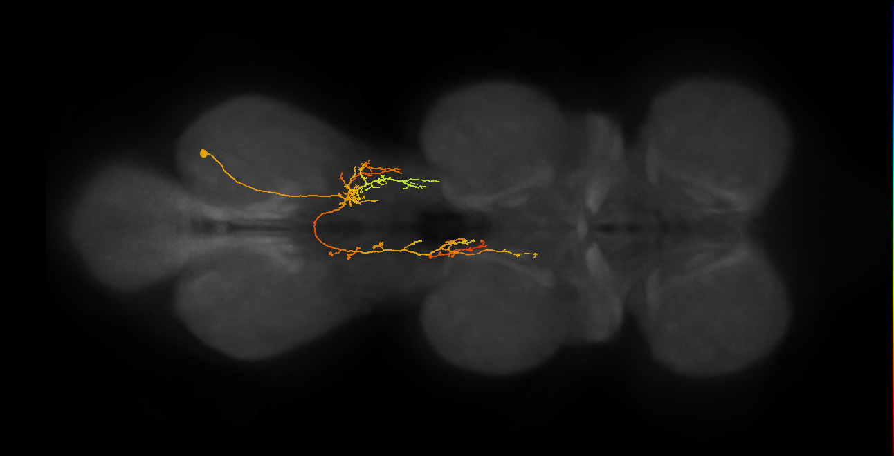 IN06A083_A1_R (MANC:26583)